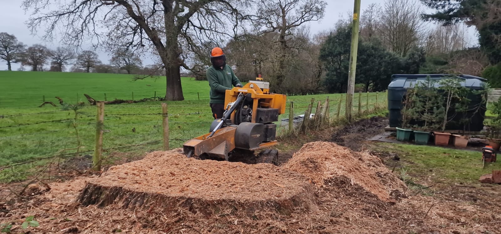 Tree stump removal service in Greenwich with stump grinder